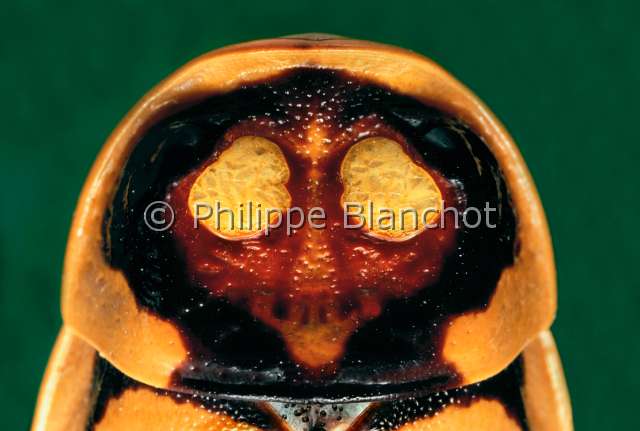 Hormetica subcincta.JPG - in "Portraits d'insectes" ed. SeuilHormetica subcincta (face dorsale)Blatte à tête de mortDictyopteraBlaberidaeColombie